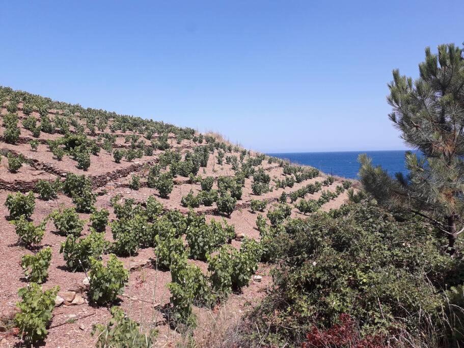 Banyuls La Grande Bleue : Studio T1 Экстерьер фото